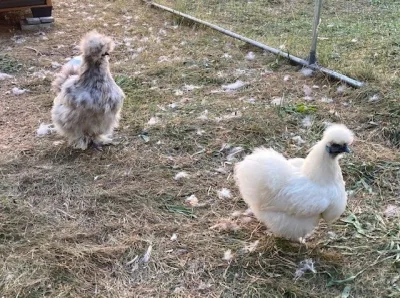 Násadová vejce Hedvábnička zdrobnělá, vousatá i bezvousá
