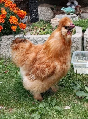Daruji kohouta hedvábničky