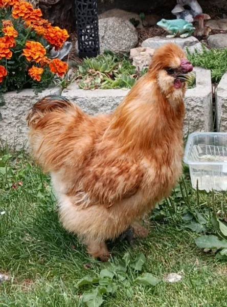 Daruji kohouta hedvábničky