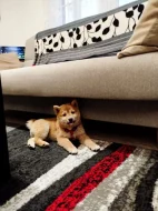 Štěně Shiba Inu