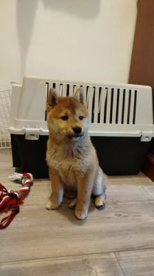 Štěně Shiba Inu
