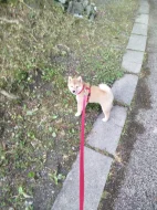 Štěně Shiba Inu
