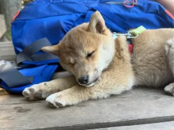 Štěně Shiba Inu