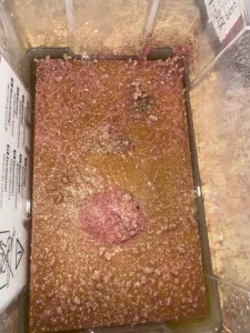 Izya worms