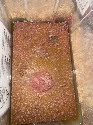 Izya worms
