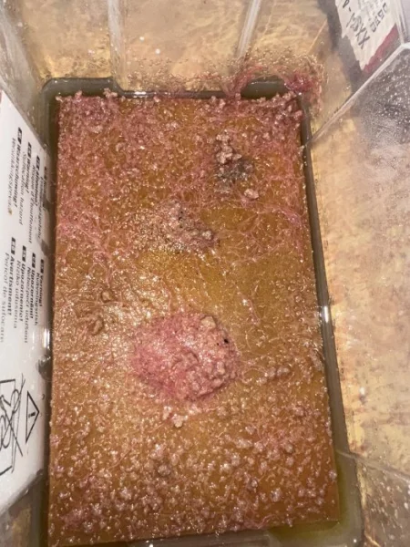Izya worms