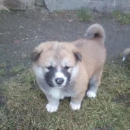 Akita-Inu