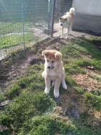 Akita-Inu