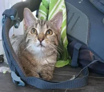 Kočička Bábovka hledá nový domov