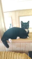 Krásná kočička černobílá ( bicolor ) 4 měsíce