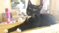 Krásná kočička černobílá ( bicolor ) 4 měsíce