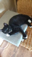 Krásná kočička černobílá ( bicolor ) 4 měsíce