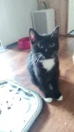Krásná kočička černobílá ( bicolor ) 4 měsíce