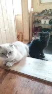 Krásný čokoládově černý kocourek (Scottish fold) s krásným kukučem