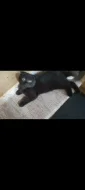 Krásný čokoládově černý kocourek (Scottish fold) s krásným kukučem