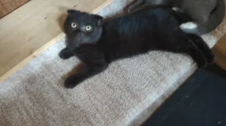 Krásný čokoládově černý kocourek (Scottish fold) s krásným kukučem