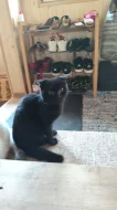 Krásný čokoládově černý kocourek (Scottish fold) s krásným kukučem