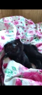 Krásný čokoládově černý kocourek (Scottish fold) s krásným kukučem