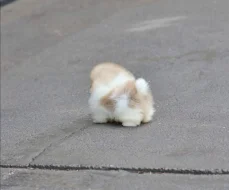 Nabízím pomeraniany do nových domovů.