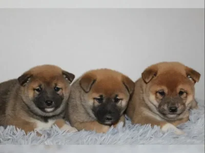Shiba Inu štěňátka s PP (FCI)