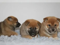 Shiba Inu štěňátka s PP (FCI)
