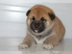 Shiba Inu štěňátka s PP (FCI)