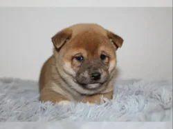 Shiba Inu štěňátka s PP (FCI)