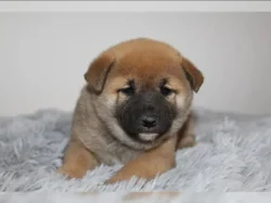 Shiba Inu štěňátka s PP (FCI)