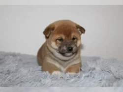 Shiba Inu štěňátka s PP (FCI)