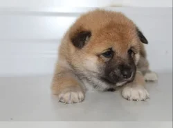 Shiba Inu štěňátka s PP (FCI)