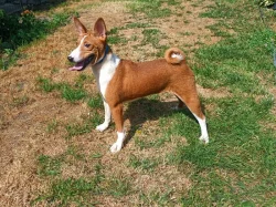 Basenji - pejsek bez pp