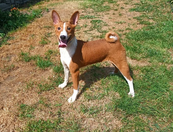 Basenji - pejsek bez pp