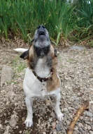 Fenka Jack Russell terier bez pp