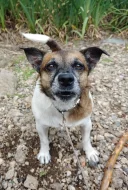 Fenka Jack Russell terier bez pp