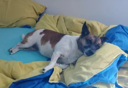 Fenka Jack Russell terier bez pp