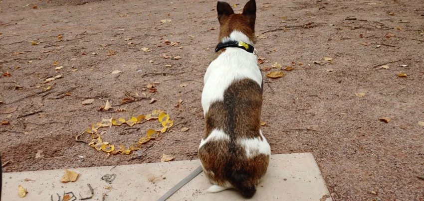 Fenka Jack Russell terier bez pp