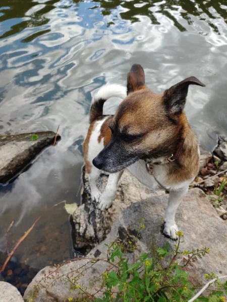 Fenka Jack Russell terier bez pp