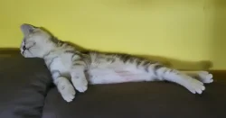 Britský kocourek WHISKAS