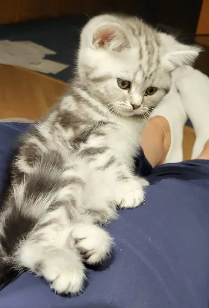 Britský kocourek WHISKAS