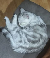 Britský kocourek WHISKAS