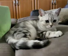 Britský kocourek WHISKAS