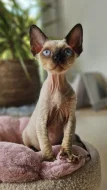 Devon rex modroocí kocourci s pp