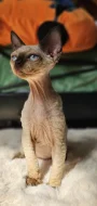 Devon rex modroocí kocourci s pp