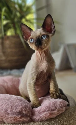 Devon rex modroocí kocourci s pp