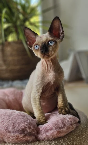 Devon rex modroocí kocourci s pp