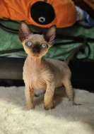 Devon rex modroocí kocourci s pp