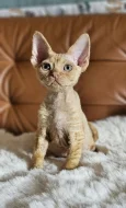 Devon rex červený kocourek s PP