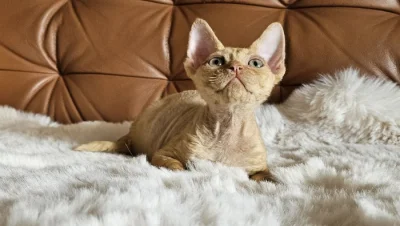 Devon rex červený kocourek s PP