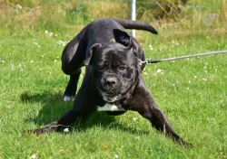 Darujeme nalezeného křížence bandoga