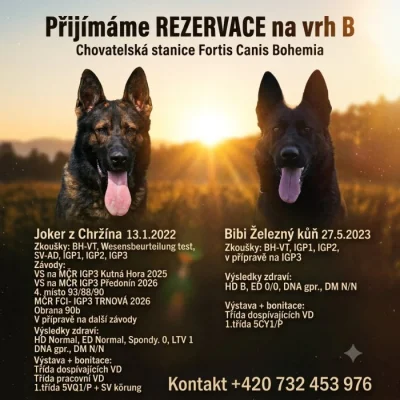 Prodám štěňata NO